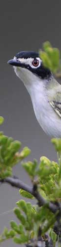 Black-capped_Vireo.jpg