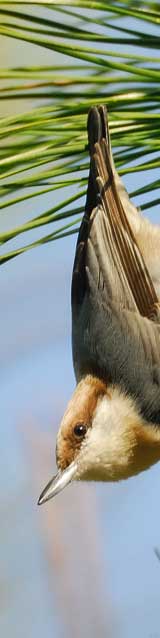 Brown-headed_Nuthatch.jpg