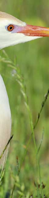 Cattle_Egret.jpg