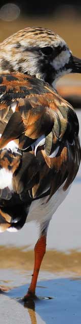 Ruddy_Turnstone.jpg