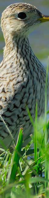 Upland_Sandpiper.jpg