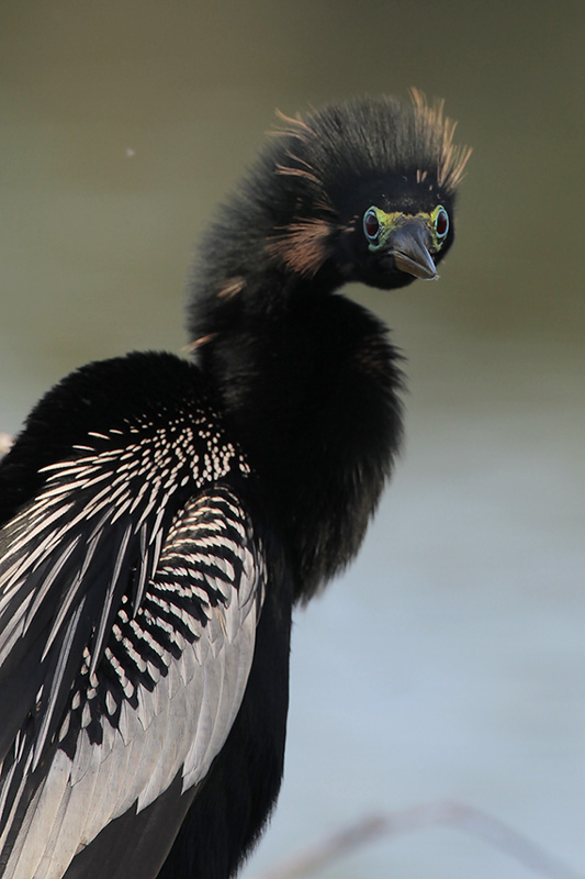 Anhinga.jpg