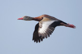 Black-bellied_Whistling-Duck.jpg