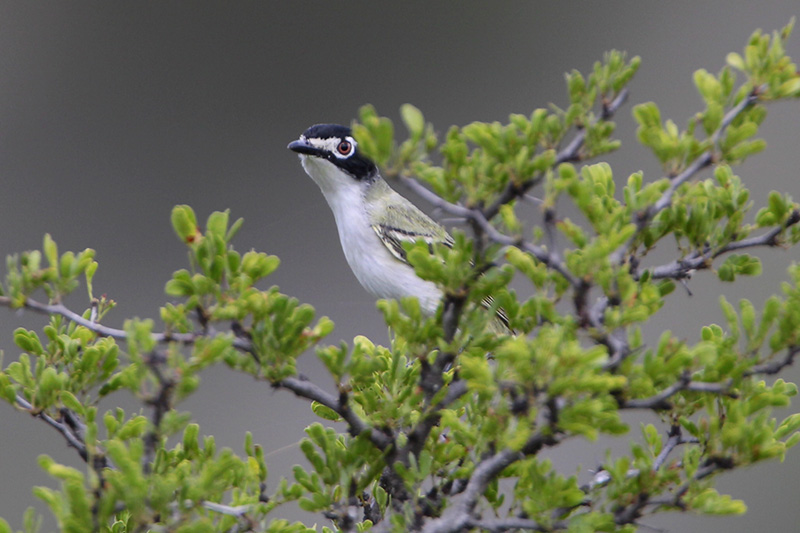 Black-capped_Vireo.jpg