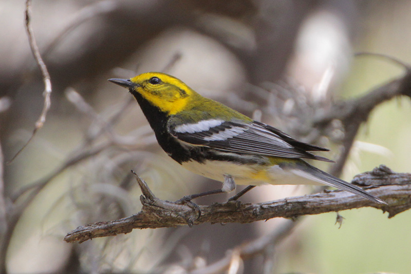 Black-throated_Green_Warbler.jpg