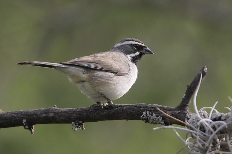 Black-throated_Sparrow.jpg