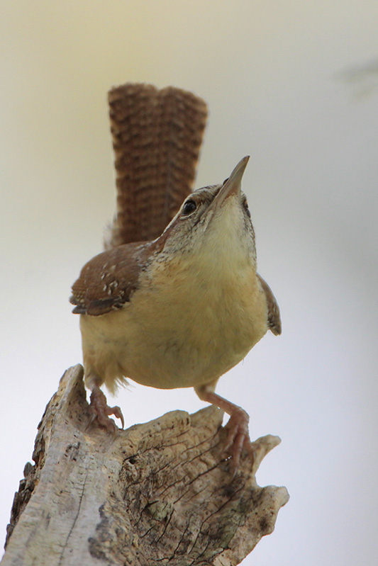 Carolina_Wren.jpg