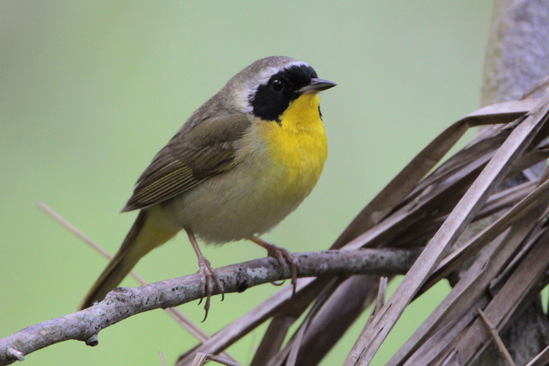 Common_Yellowthroat.jpg