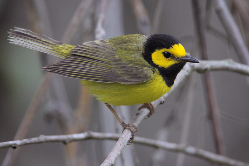 Hooded_Warbler.jpg