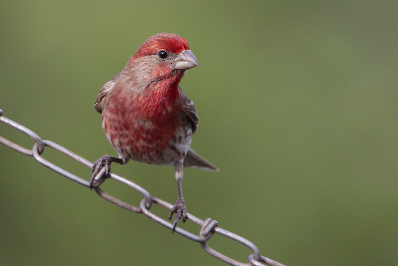 House_Finch.jpg