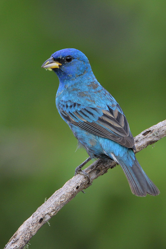Indigo_Bunting.jpg