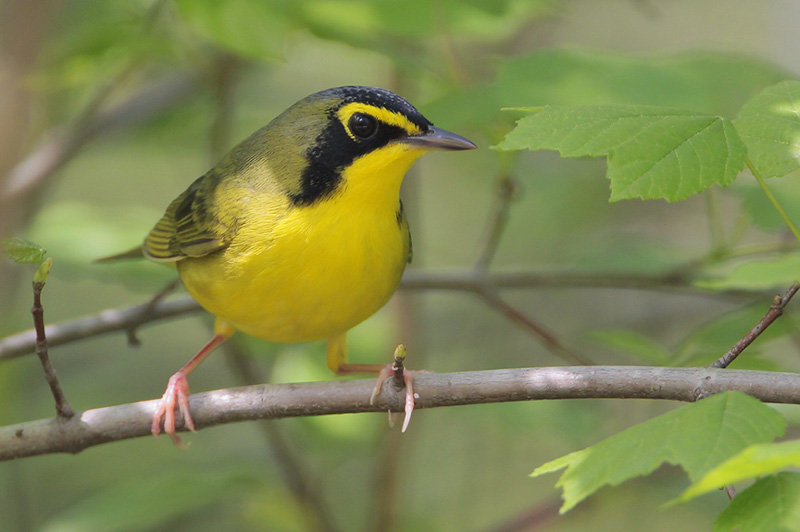 Kentucky_Warbler.jpg