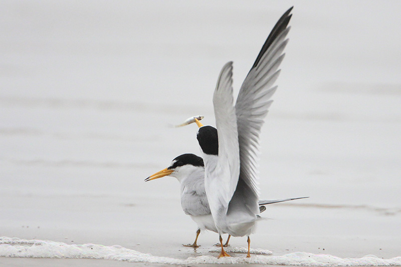 Least_Tern.jpg