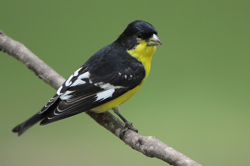 Lesser_Goldfinch.jpg