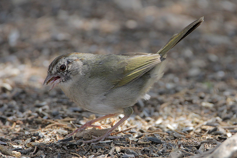 Olive_Sparrow.jpg