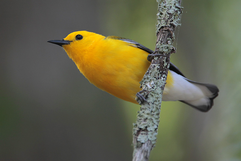 Prothonotary_Warbler.jpg