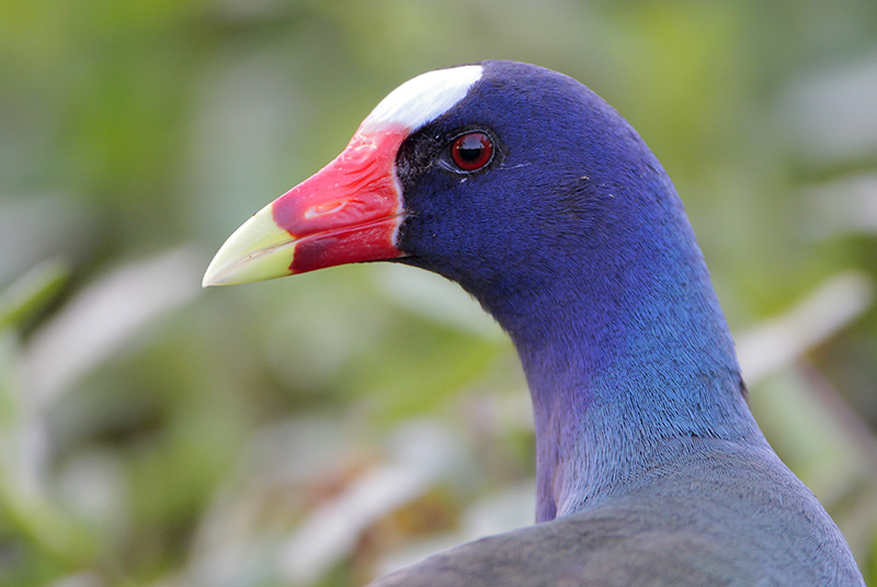 Purple_Gallinule.jpg
