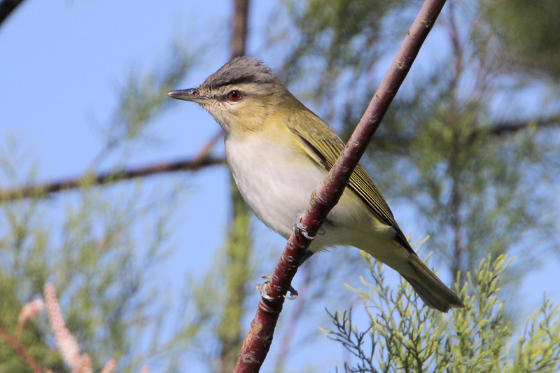 Red-eyed_Vireo.jpg