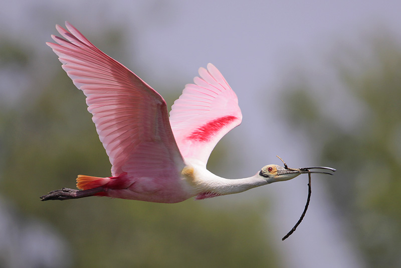 Roseate_Spoonbill.jpg