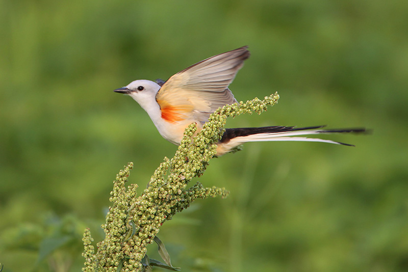 Scissor-tailed_Flycatcher.jpg
