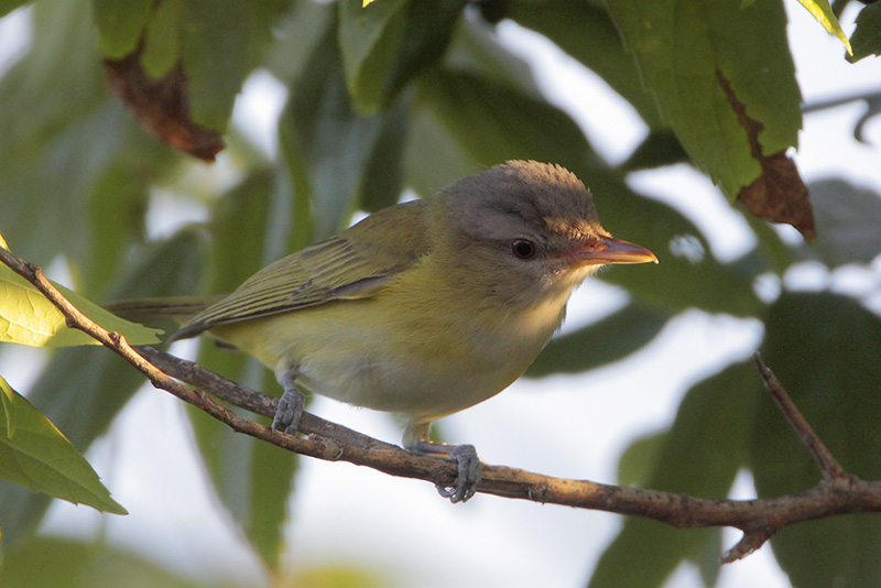 Yellow-green_Vireo.jpg