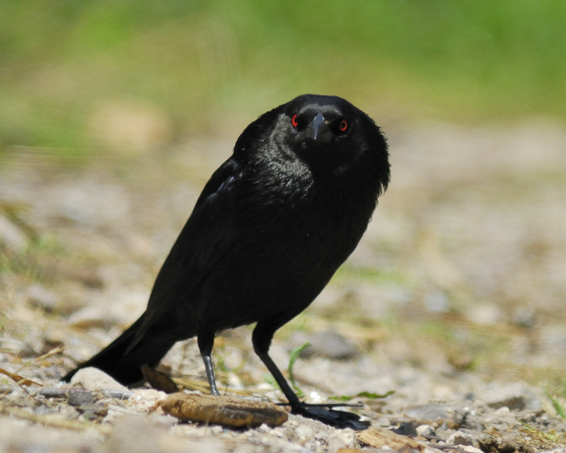 Bronzed_Cowbird.jpg