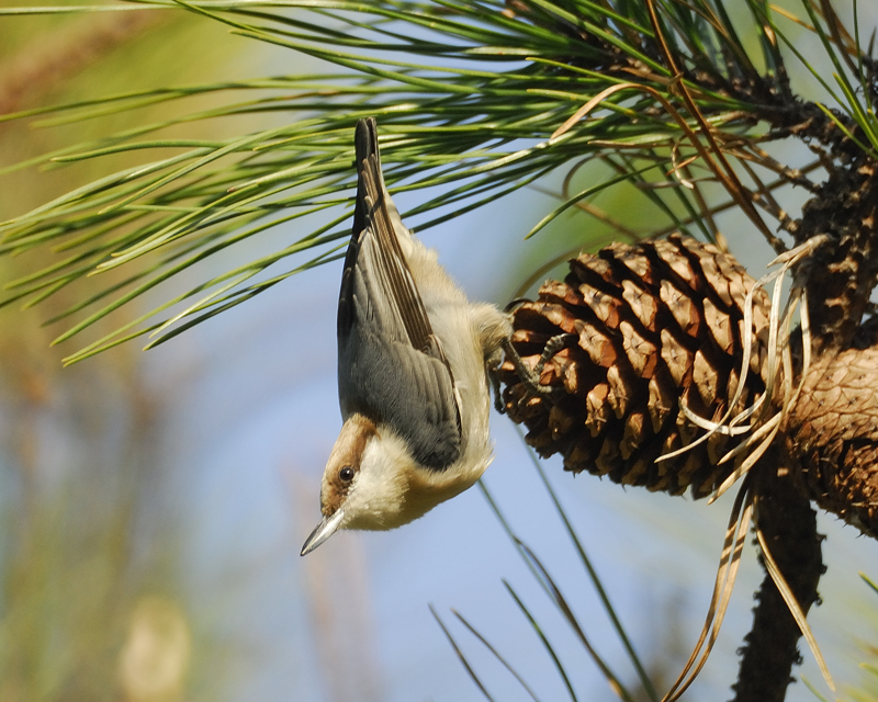 Brown-headed_Nuthatch.jpg