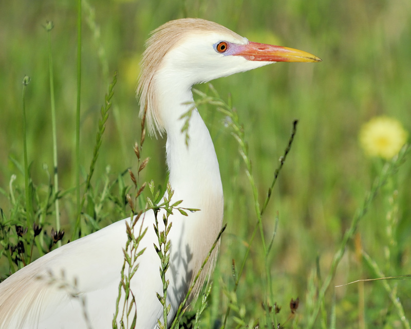 Cattle_Egret.jpg