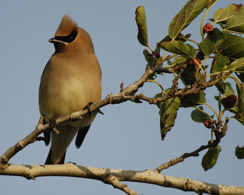 Cedar_Waxwing.jpg