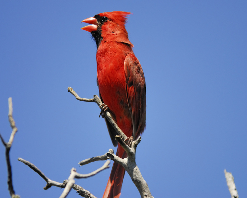 Northern_Cardinal.jpg