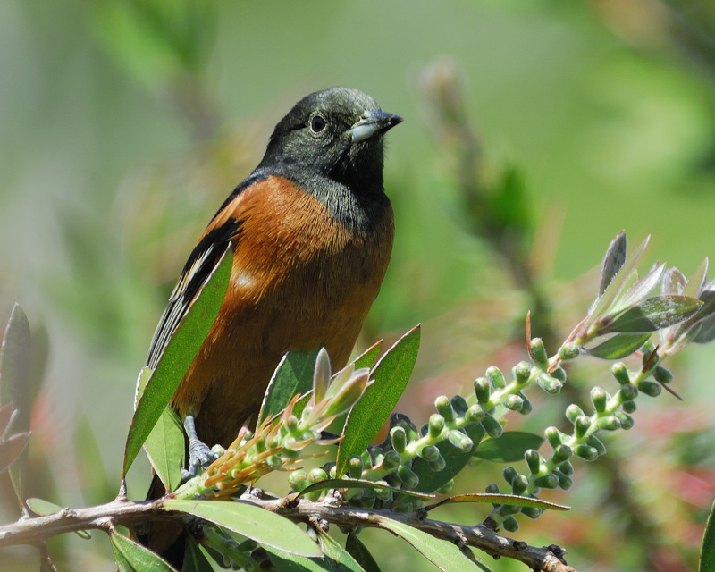 Orchard_Oriole.jpg