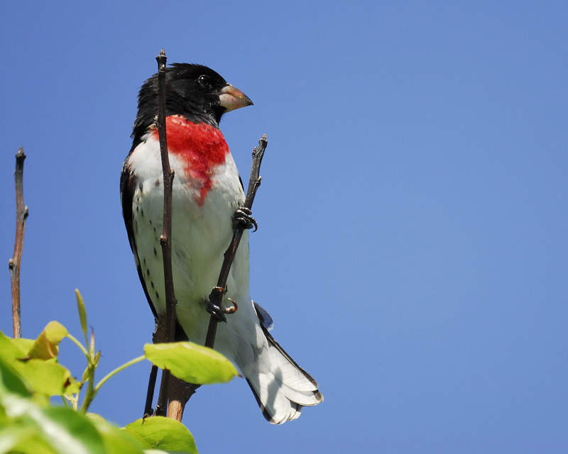 Rose-breasted_Grosbeak.jpg