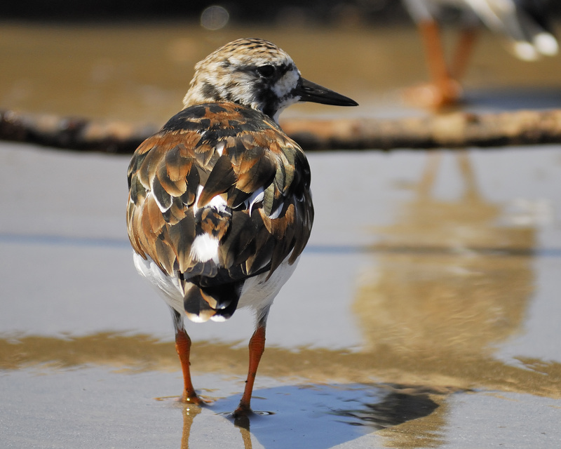 Ruddy_Turnstone.jpg