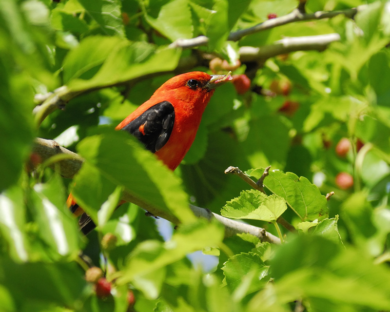 Scarlet_Tanager.jpg