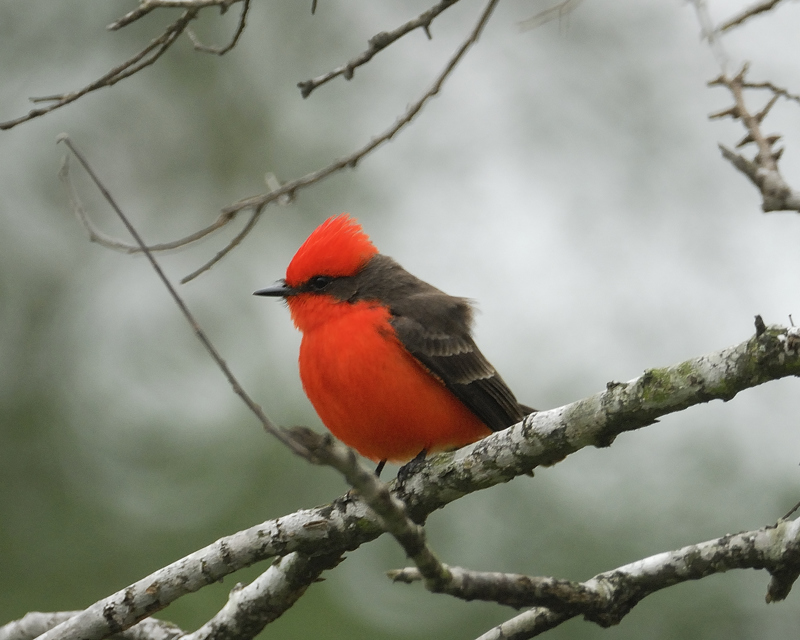 Vermillion_Flycatcher.jpg