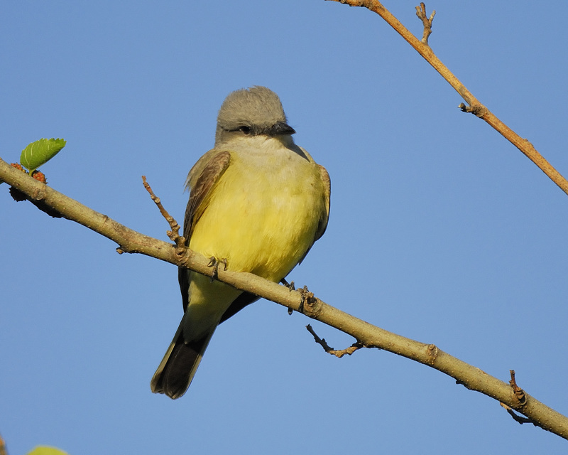 Western_Kingbird.jpg