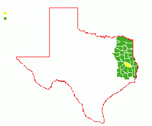 Angelina-PIney Woods.gif