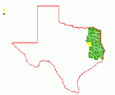 Anderson-PIney Woods.gif