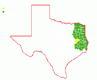 Houston-PIney Woods.gif